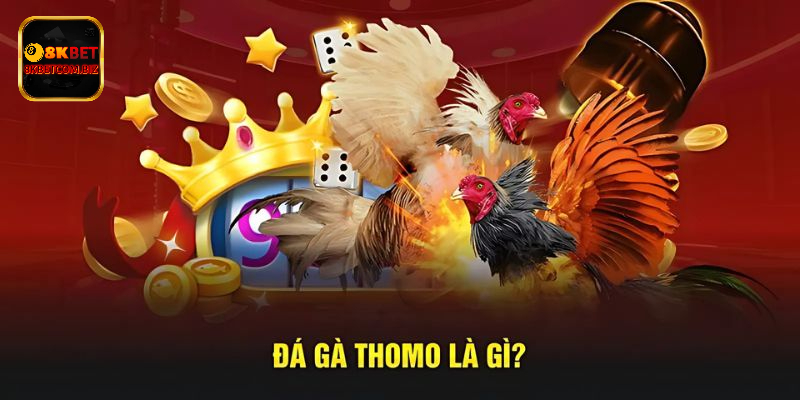 Đá Gà Đòn Thomo - Cách Tăng Tỷ Lệ Thắng Tại 8Kbet