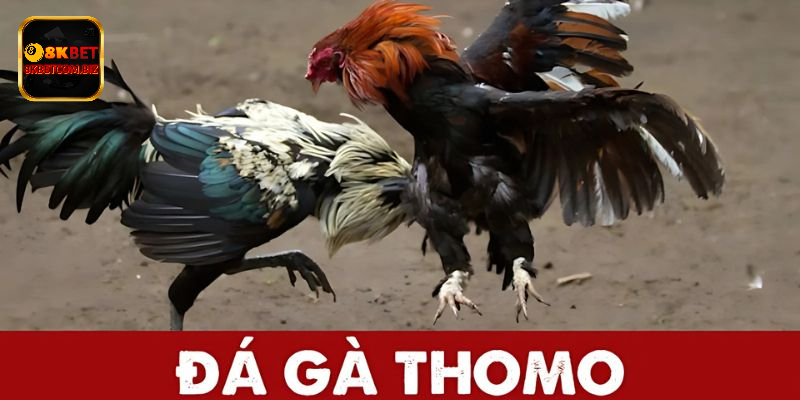 Tổng quan về đá gà đòn Thomo tại 8kbet